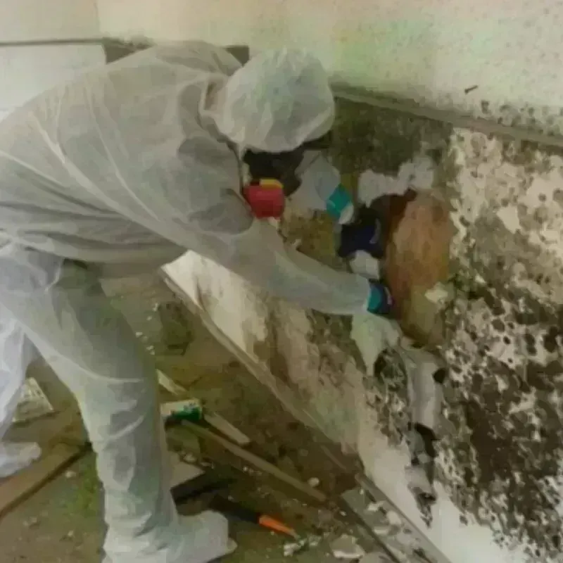 Mold Remediation and Removal in Brownwood, TX